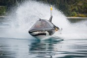 black_shark_nov-6