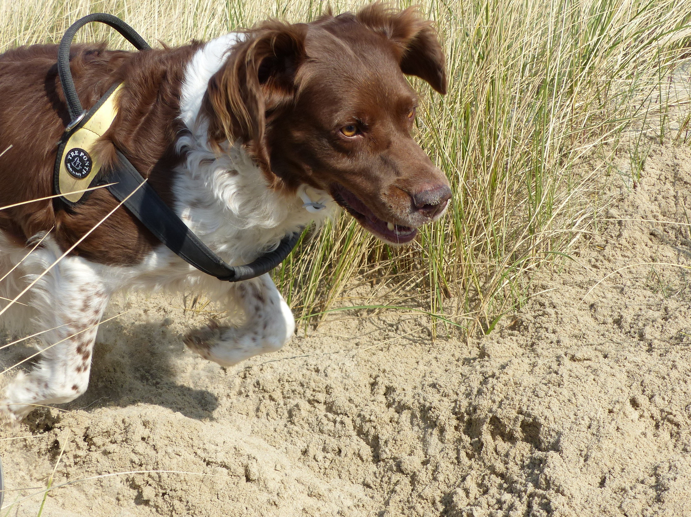 WADDENHAVEN VLIELAND LEUKSTE VOOR HONDEN