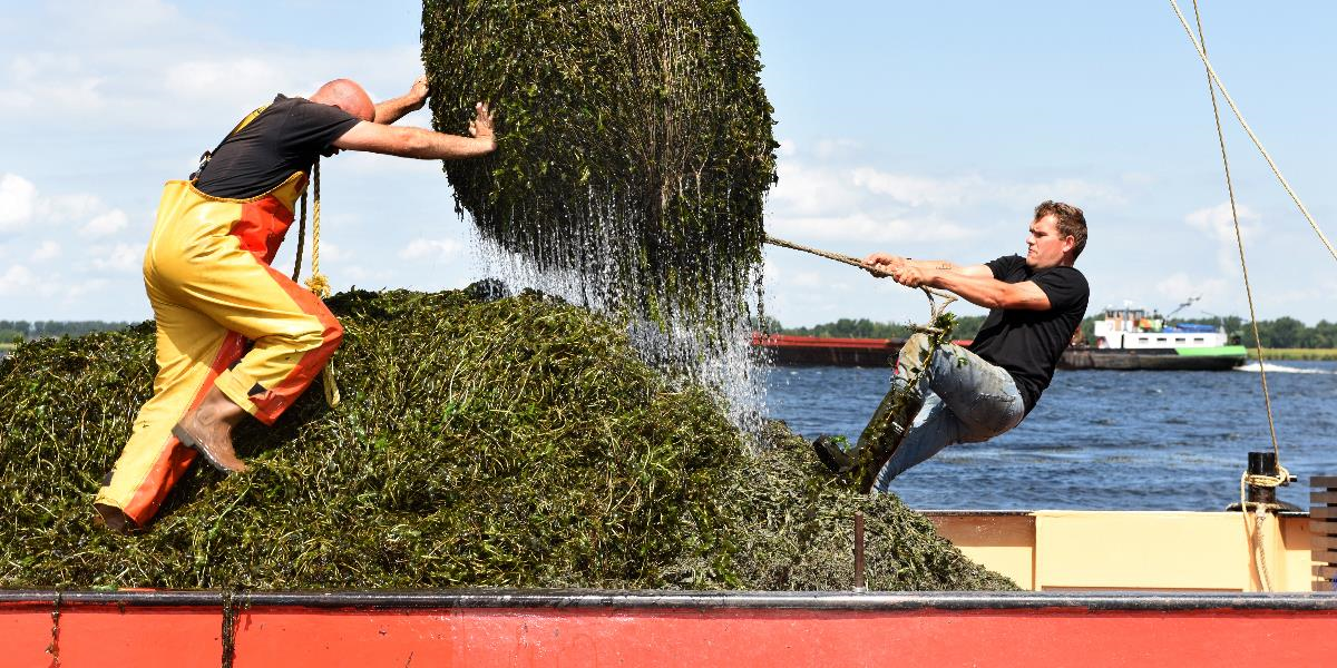 MAAIEN WATERPLANTEN GESTART