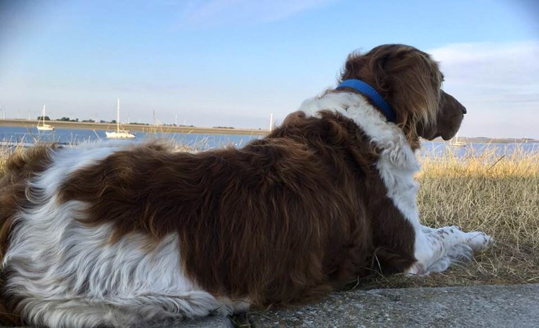 Honden aan boord