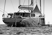 398-NGONI-41hull-Breedmedia29964