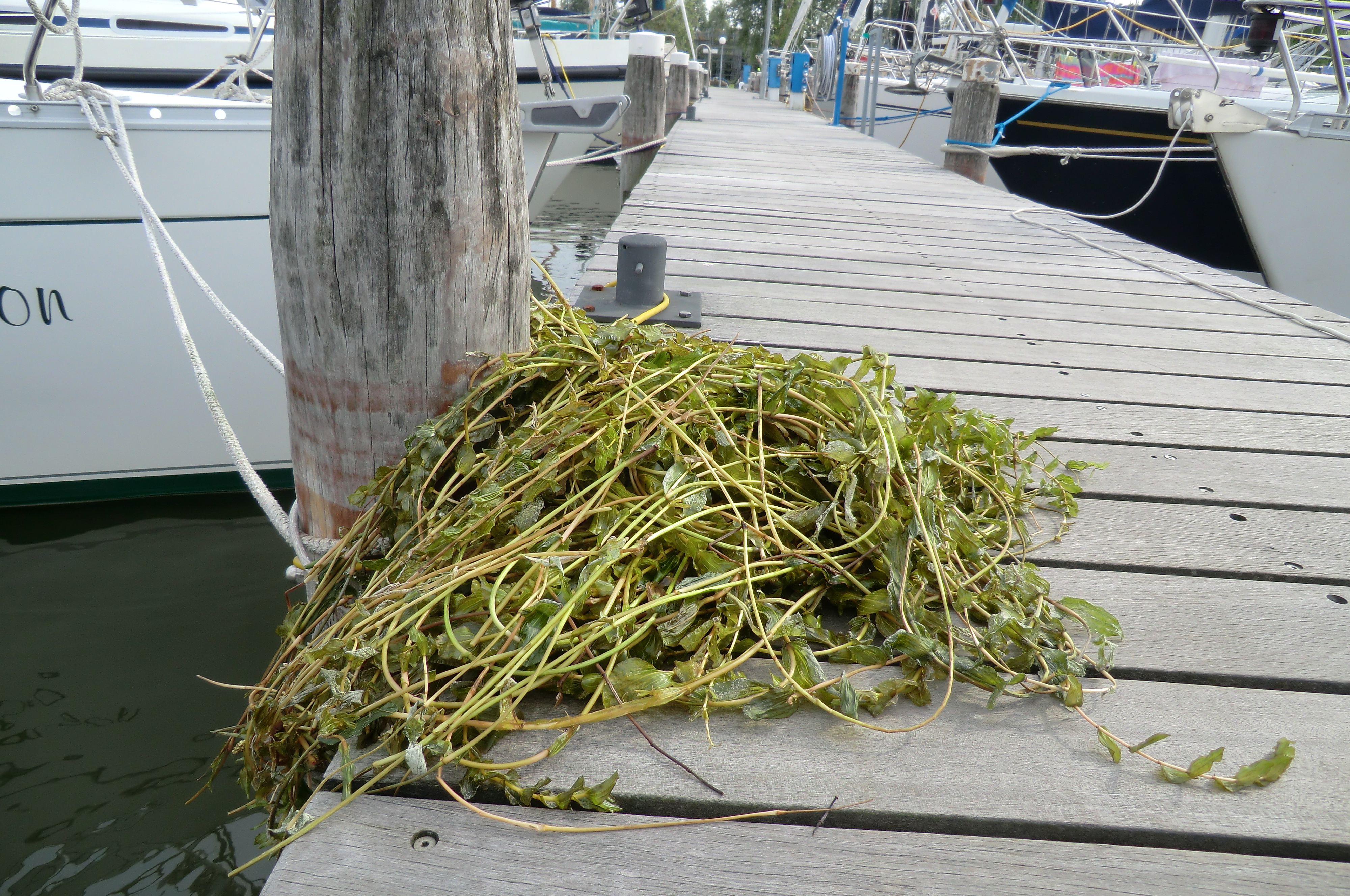 OPRICHTING STICHTING MAAIEN WATERPLANTEN IJMEER MARKERMEER