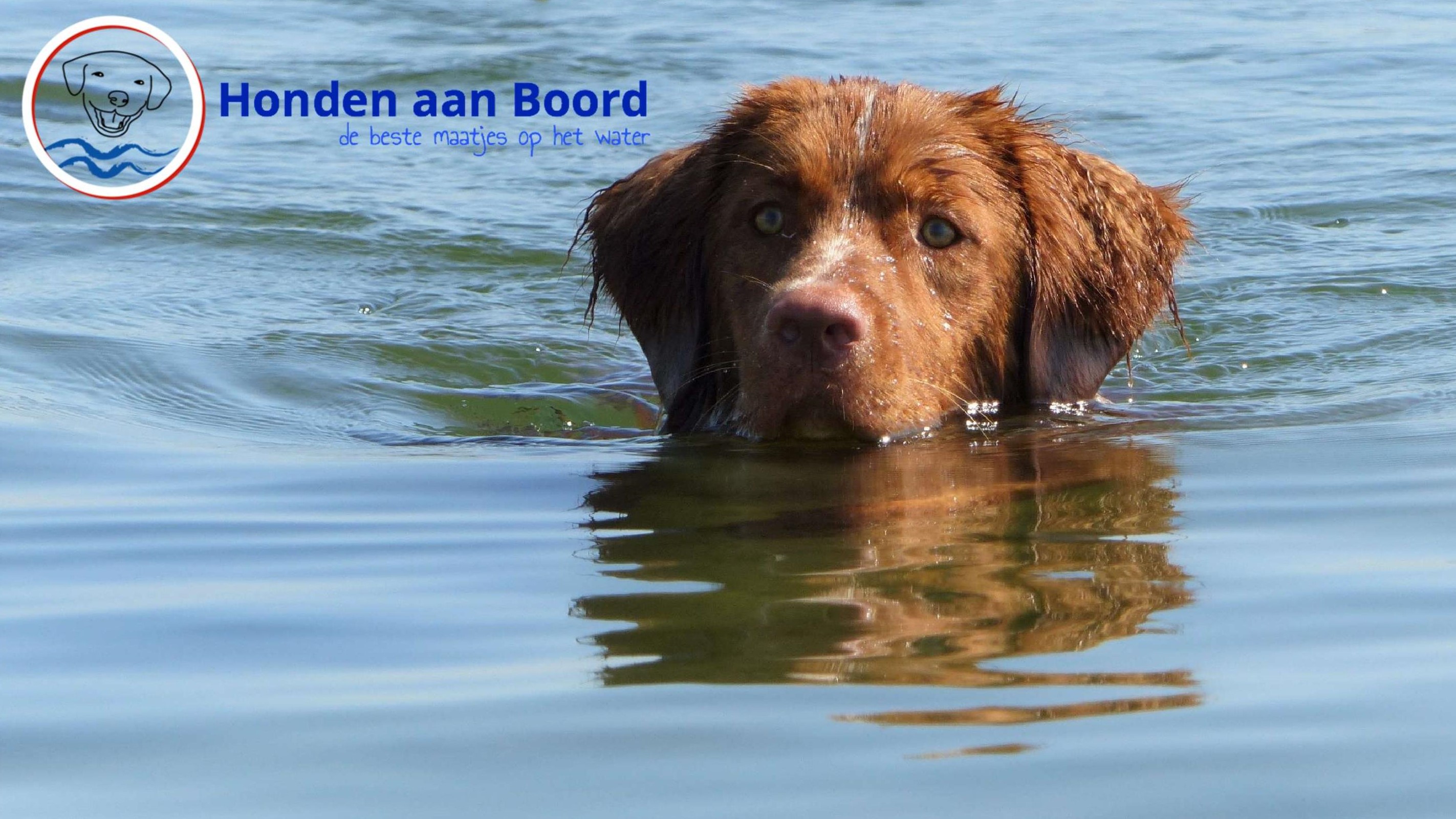 DE LEUKSTE JACHTHAVEN VOOR HONDEN AWARD