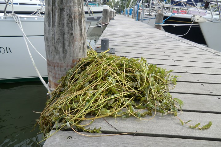 gras-en-wier