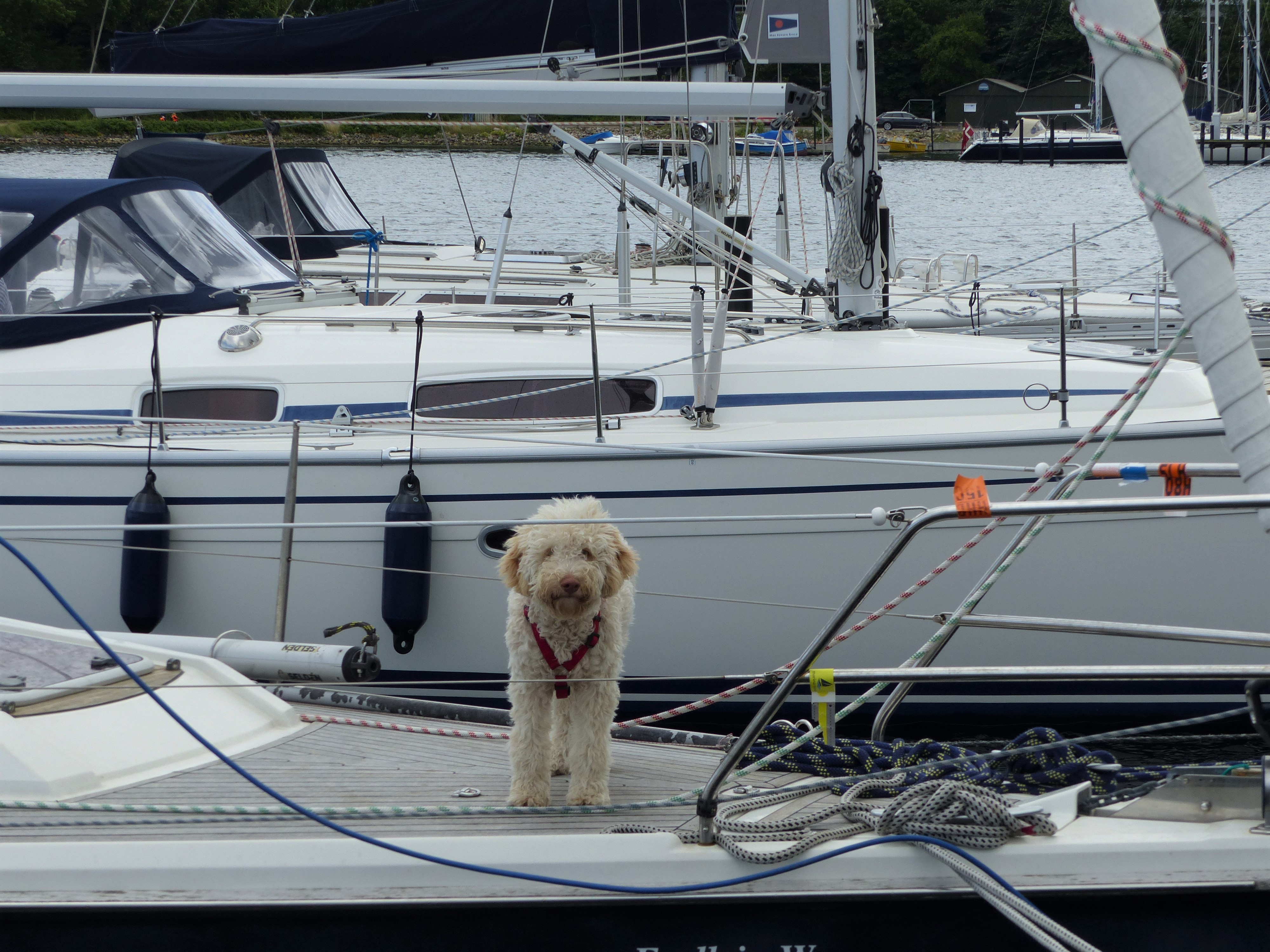 LEUKSTE HONDENHAVEN VERKIEZING