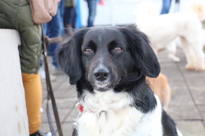 giesbeek 4