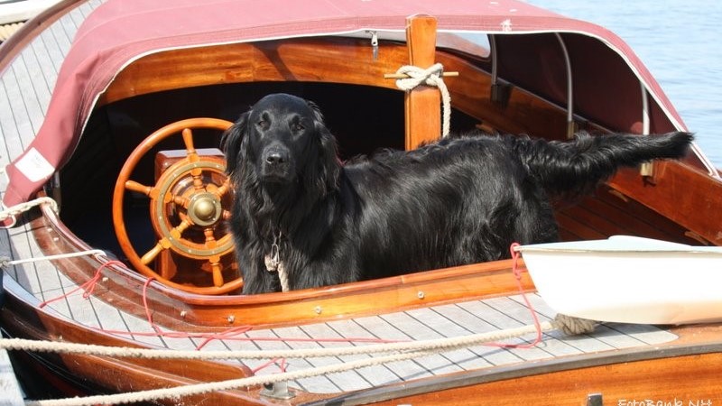 HUISDIEREN AAN BOORD