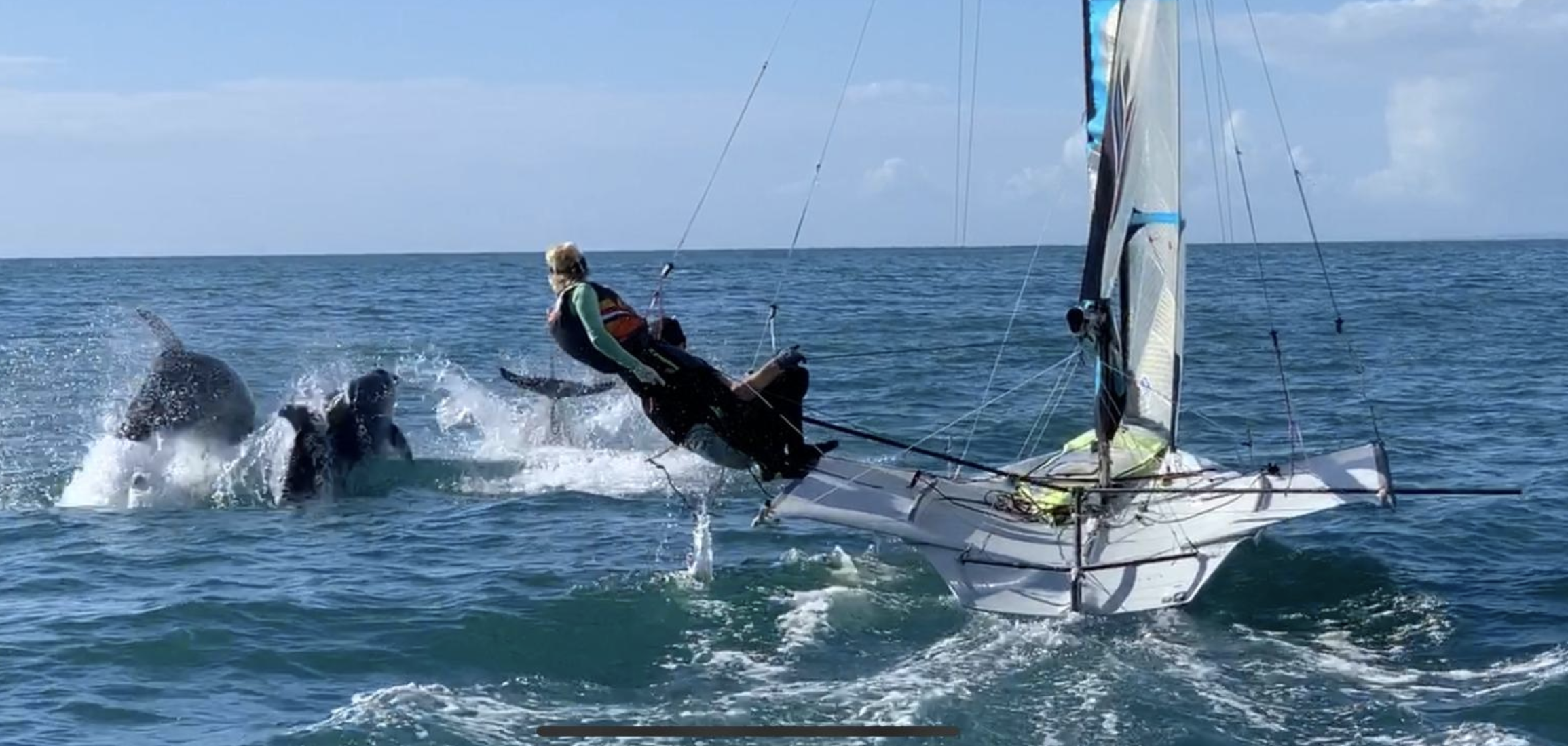 ORANJE ZEILERS KANSLOOS TEGEN SUPERSNELLE DOLFIJNEN (+ video)