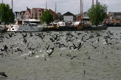 Aalscholvers (9)