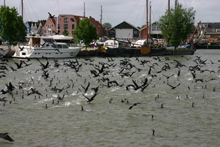 Aalscholvers (9)