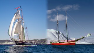 Wylde Swan Reade Swan Noorderlicht header