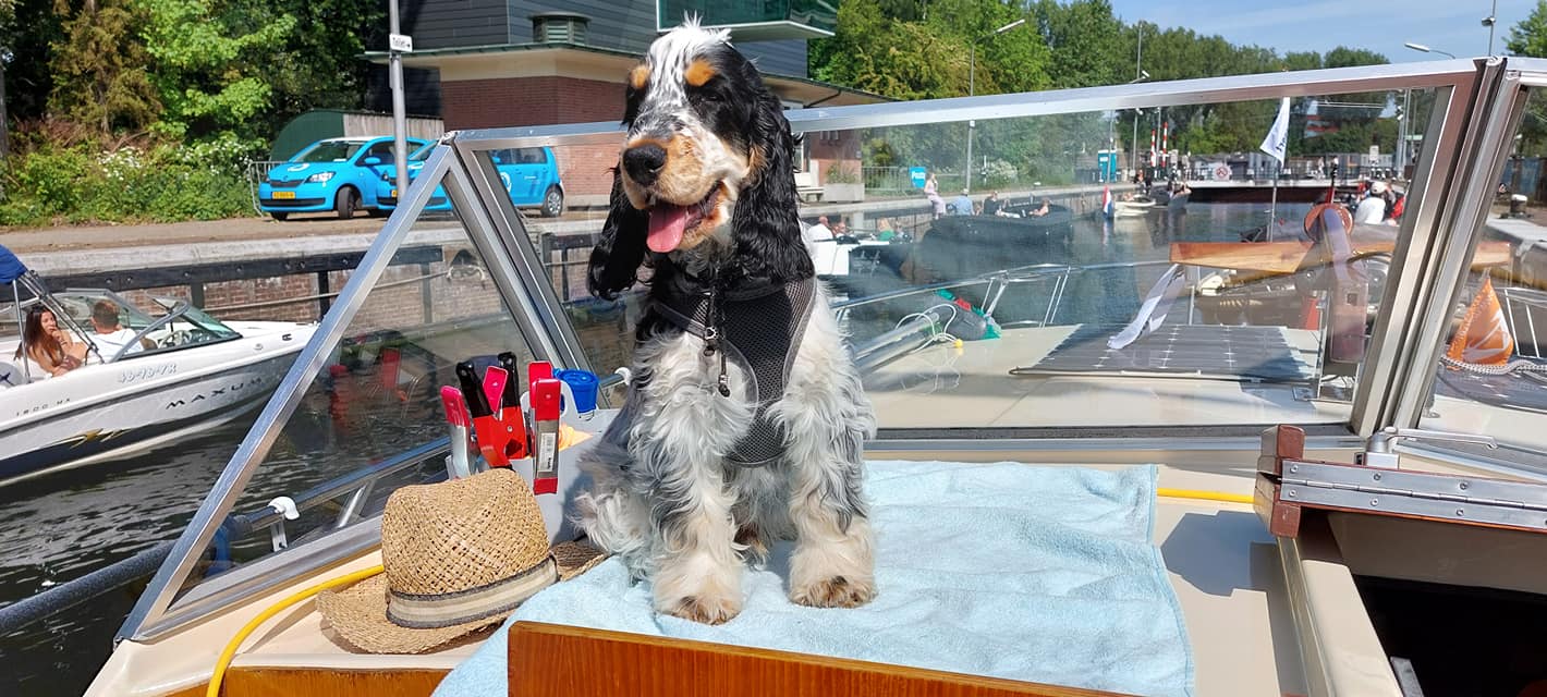 Watersport honden gezocht!