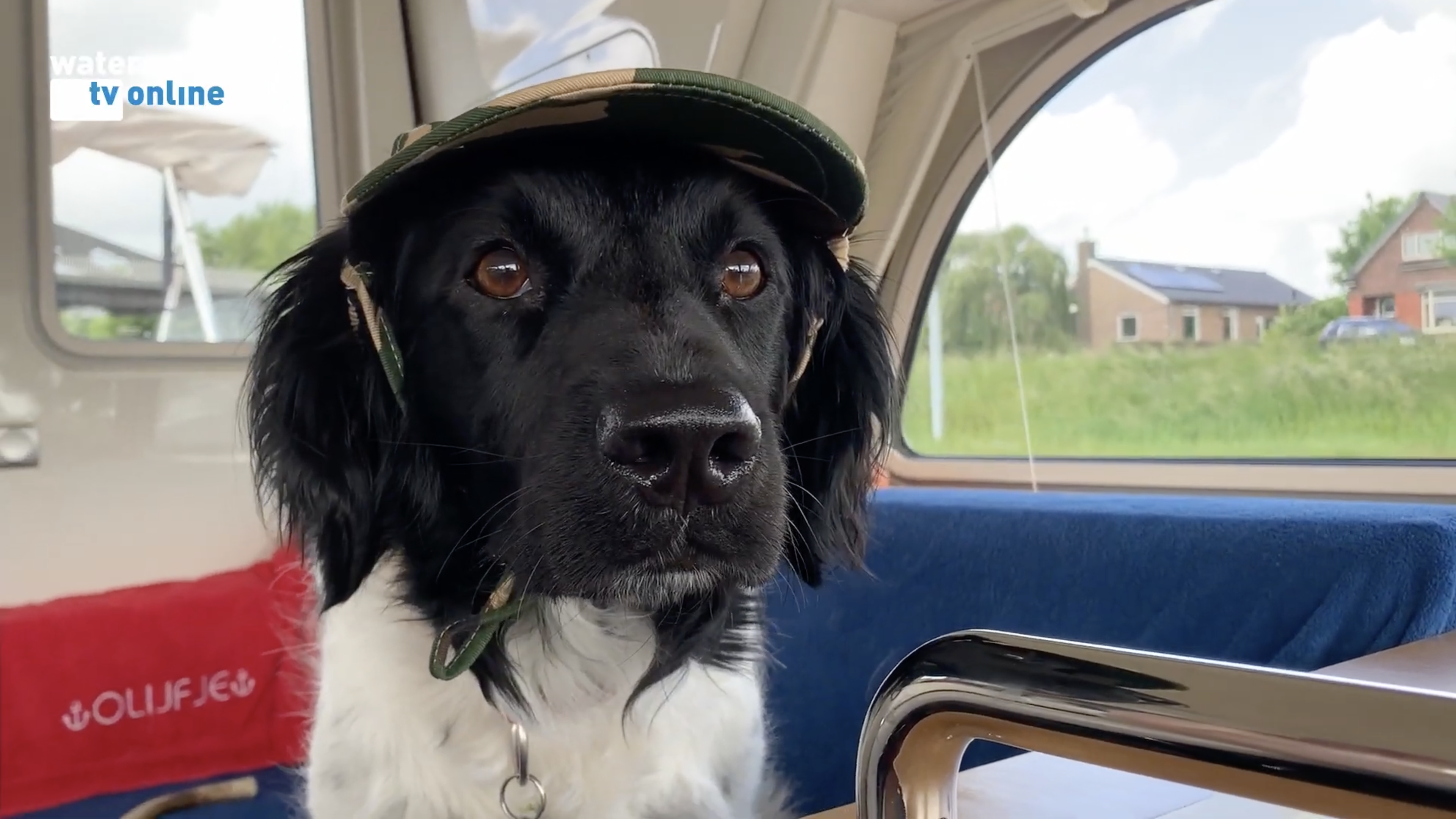Honden aan boord over EHBO