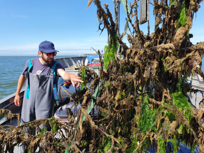 Bomenriffen in Waddenzee oases van biodiversiteit