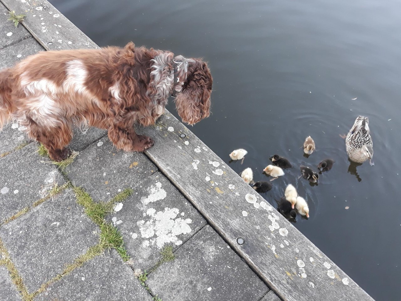 Zorgen om sluiting van zwembaden