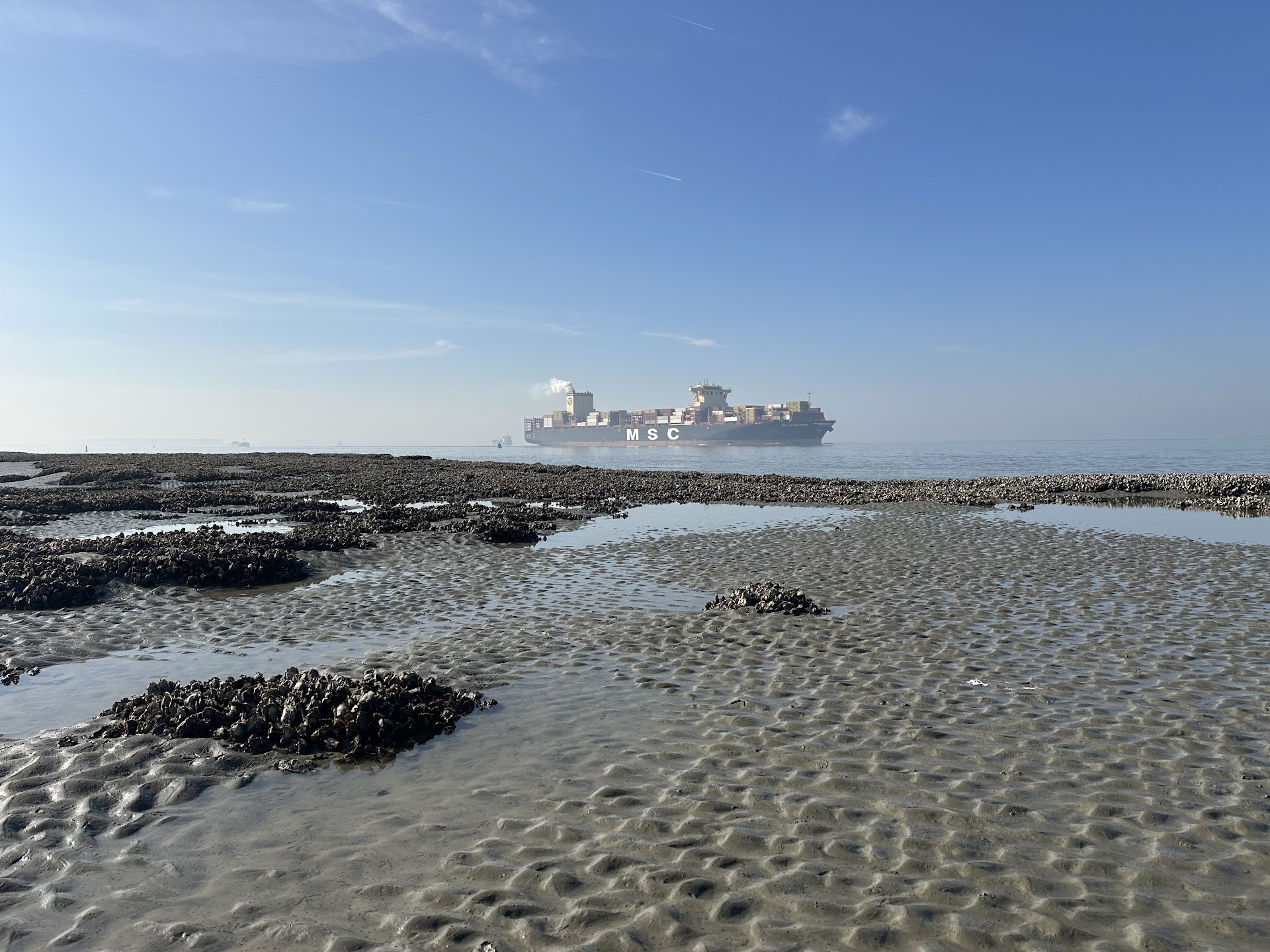Westerscheldenatuur loopt vast door decennia baggeren